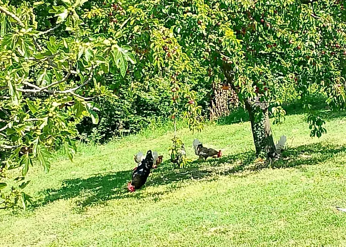 別荘 Scappo In Umbria, L'antico Casale *